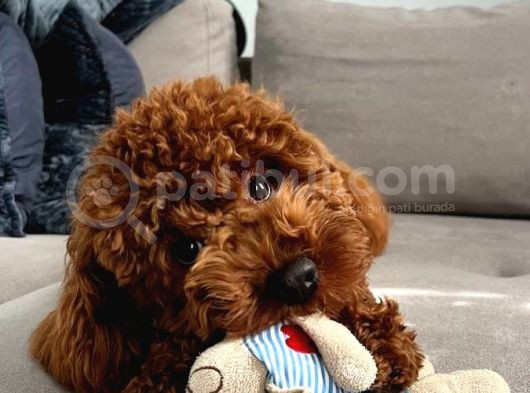 Sağlik Ve Irk Garanti̇li̇ Toy Poodle Bebi̇sler