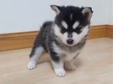 Sağlik Ve Irk Garanti̇li̇ Huskyler Mavi̇