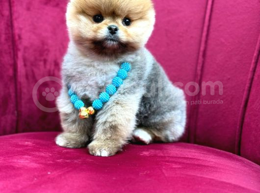 Kalbinizi Isıtacak Minik Pomeranian Yavrusu Yuva Arıyor görsel