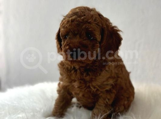 Sağlık Ve Irk Garantili Toy Poodle görsel