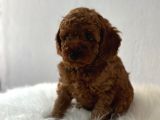 Sağlık ve ırk garantili toy poodle