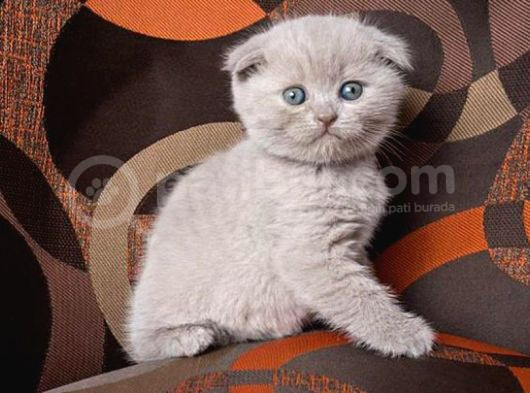 Orijinal Scottish Fold Yavrulari Vonalp Güvencesiyle