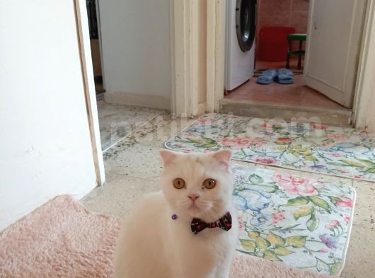Scottis British Karışımı Oğlumuz