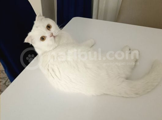 Scottis British Karışımı Oğlumuz görsel