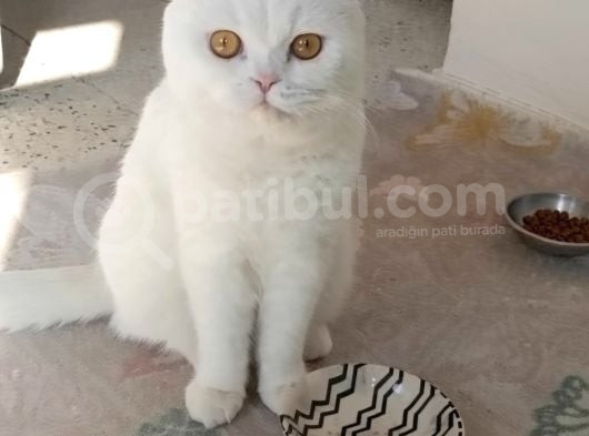 Scottis British Karışımı Oğlumuz görsel