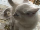 British Shorthair Yavru Kedi