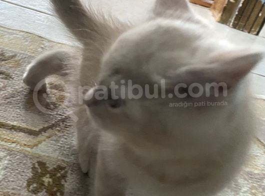 British Shorthair Yavru Kedi görsel