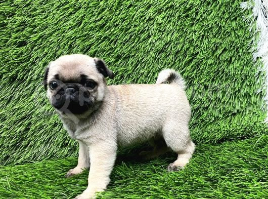 Pug Mops Lekesi̇z Bebekler