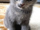 British Shorthair Yavru Kedi