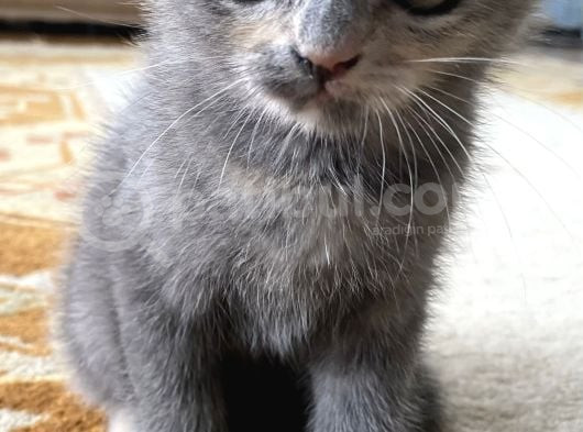 British Shorthair Yavru Kedi görsel