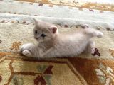 British Shorthair Yavru Kedi