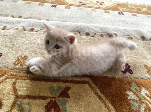 British Shorthair Yavru Kedi