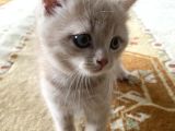 British Shorthair Yavru Kedi