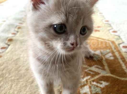 British Shorthair Yavru Kedi görsel
