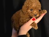 Minik Bir Toy Poodle