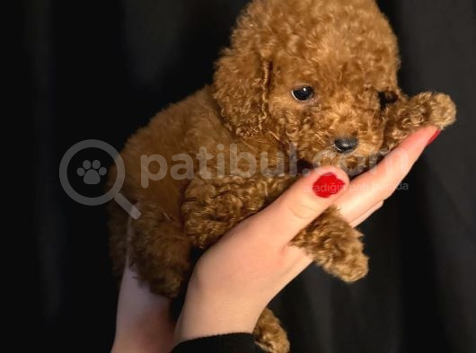 Minik Bir Toy Poodle