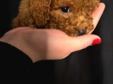 Minik Bir Toy Poodle