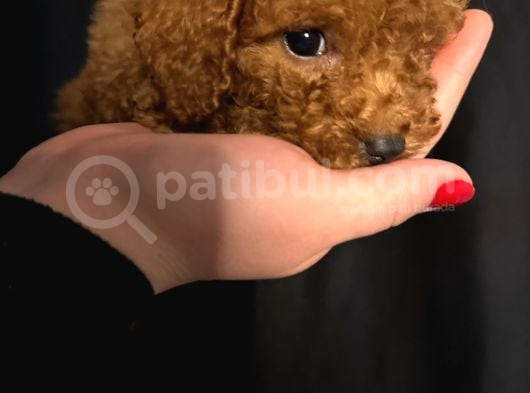 Minik Bir Toy Poodle görsel