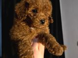 Minik Bir Toy Poodle