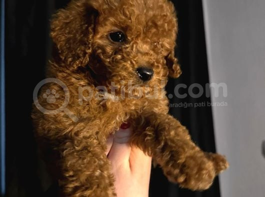 Minik Bir Toy Poodle görsel