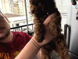 3 Aylık Toy Poodle Yavrusu