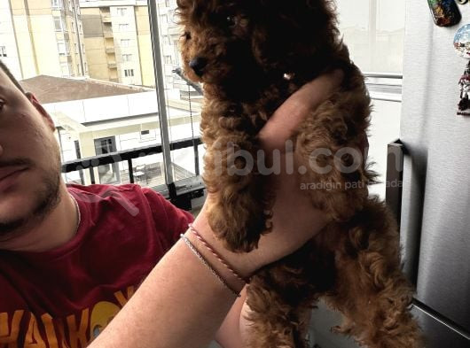 3 Aylık Toy Poodle Yavrusu görsel