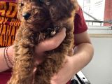 3 Aylık Toy Poodle Yavrusu