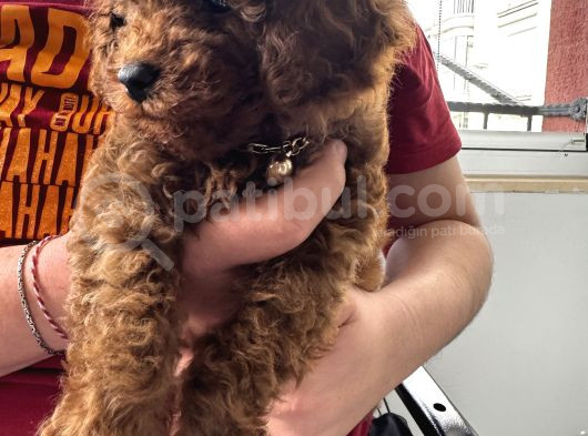 3 Aylık Toy Poodle Yavrusu görsel
