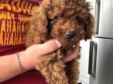 3 aylık Toy Poodle Yavrusu