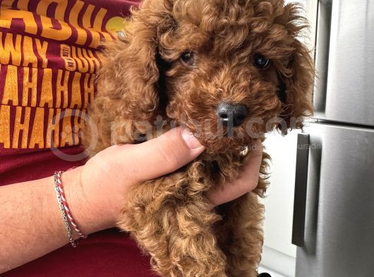 3 Aylık Toy Poodle Yavrusu
