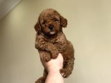 Red Toy Poodle A Kali̇te Bebekler