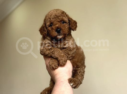 Red Toy Poodle A Kali̇te Bebekler görsel