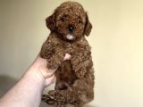 RED TOY POODLE A KALİTE BEBEKLER