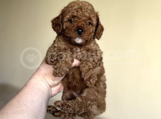 Red Toy Poodle A Kali̇te Bebekler görsel