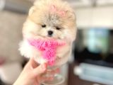 MİKRO POMERANİAN PRENSES
