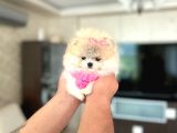 Mi̇kro Pomerani̇an Prenses