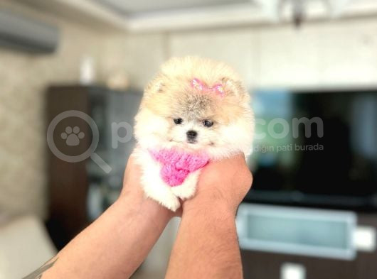 Mi̇kro Pomerani̇an Prenses görsel