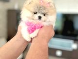 Mi̇kro Pomerani̇an Prenses