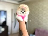 Mi̇kro Pomerani̇an Prenses