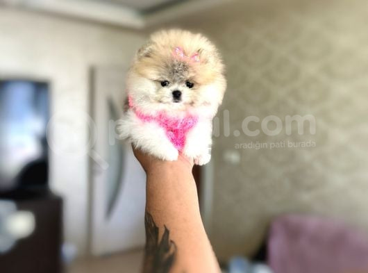 Mi̇kro Pomerani̇an Prenses görsel