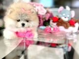 Mi̇kro Pomerani̇an Prenses