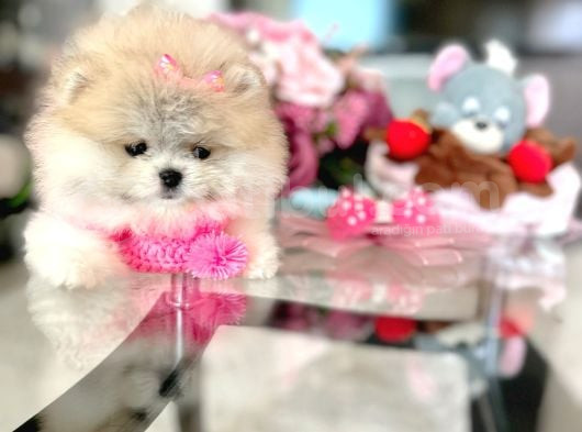 Mi̇kro Pomerani̇an Prenses görsel