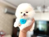 MİKRO POMERANİAN