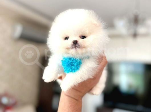 Mi̇kro Pomerani̇an