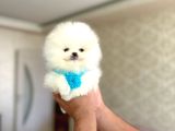 Mi̇kro Pomerani̇an