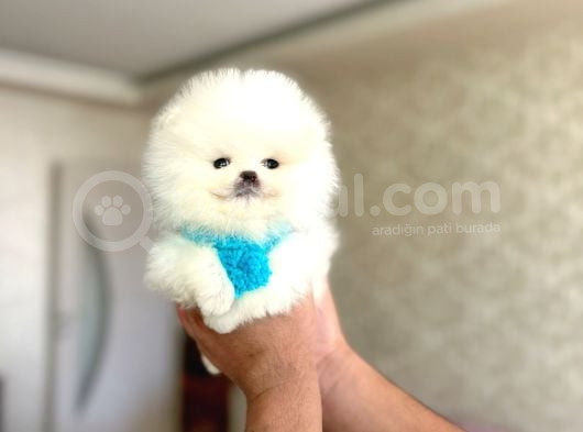 Mi̇kro Pomerani̇an görsel