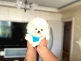 Mi̇kro Pomerani̇an