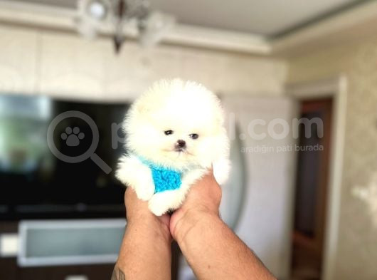 Mi̇kro Pomerani̇an görsel