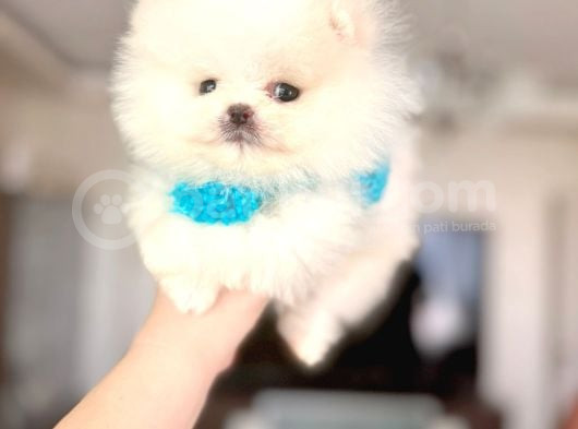 Mi̇kro Pomerani̇an görsel