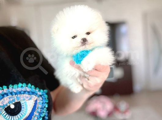 Mi̇kro Pomerani̇an görsel